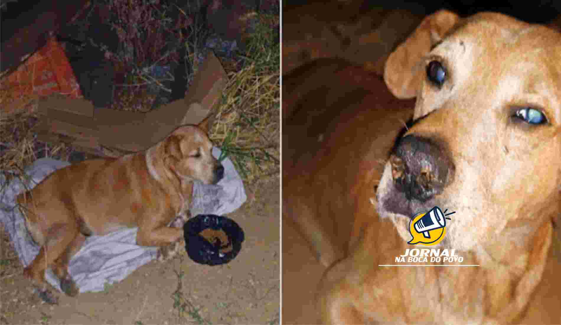 Surto de cinomose mata dezenas de cães em vários bairros de Itaocara