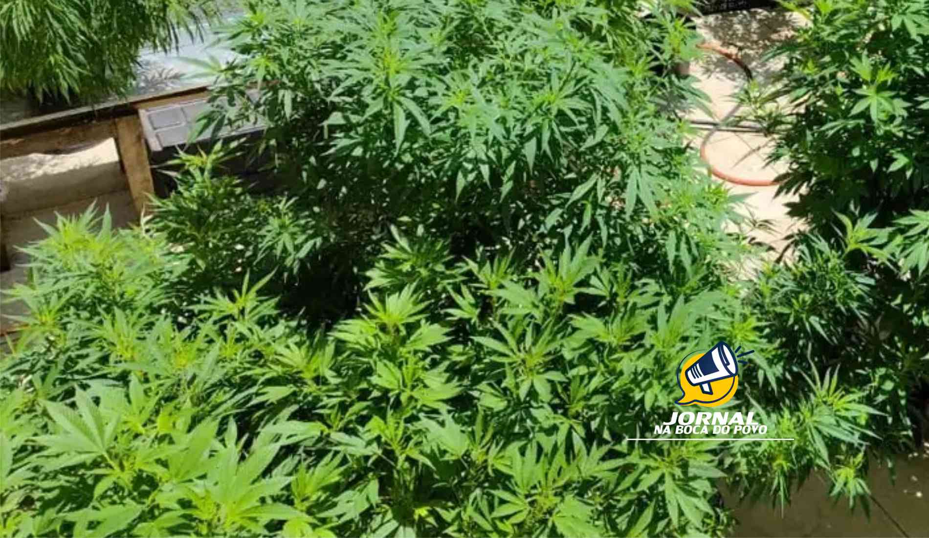 Justiça concede permissão para morador de Itaperuna cultivar maconha para tratamento de saúde