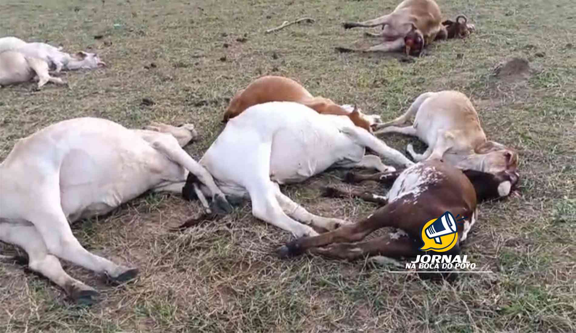 Vídeo: Raio mata animais em São Francisco de Itabapoana