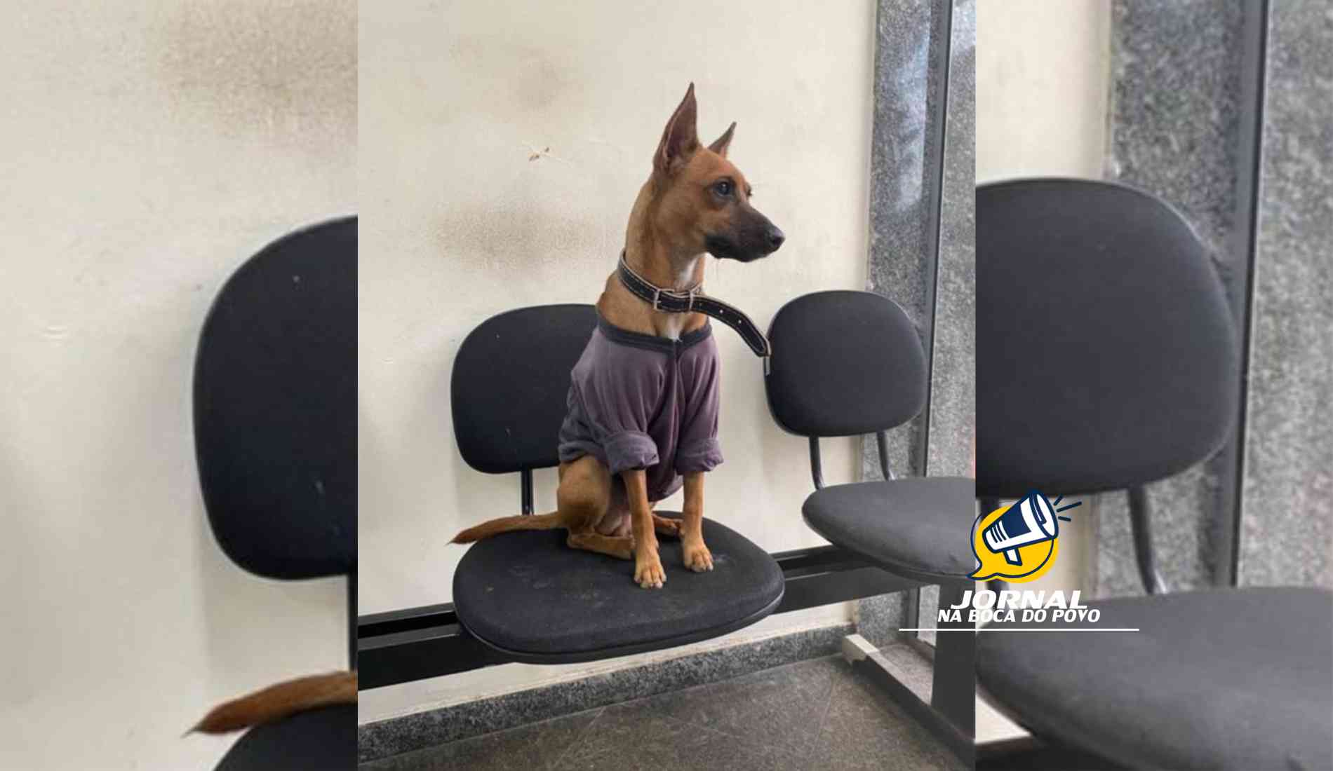 Polícia Civil de Santo Antônio de Pádua procura pelo seu mascote Xerife que está desaparecido