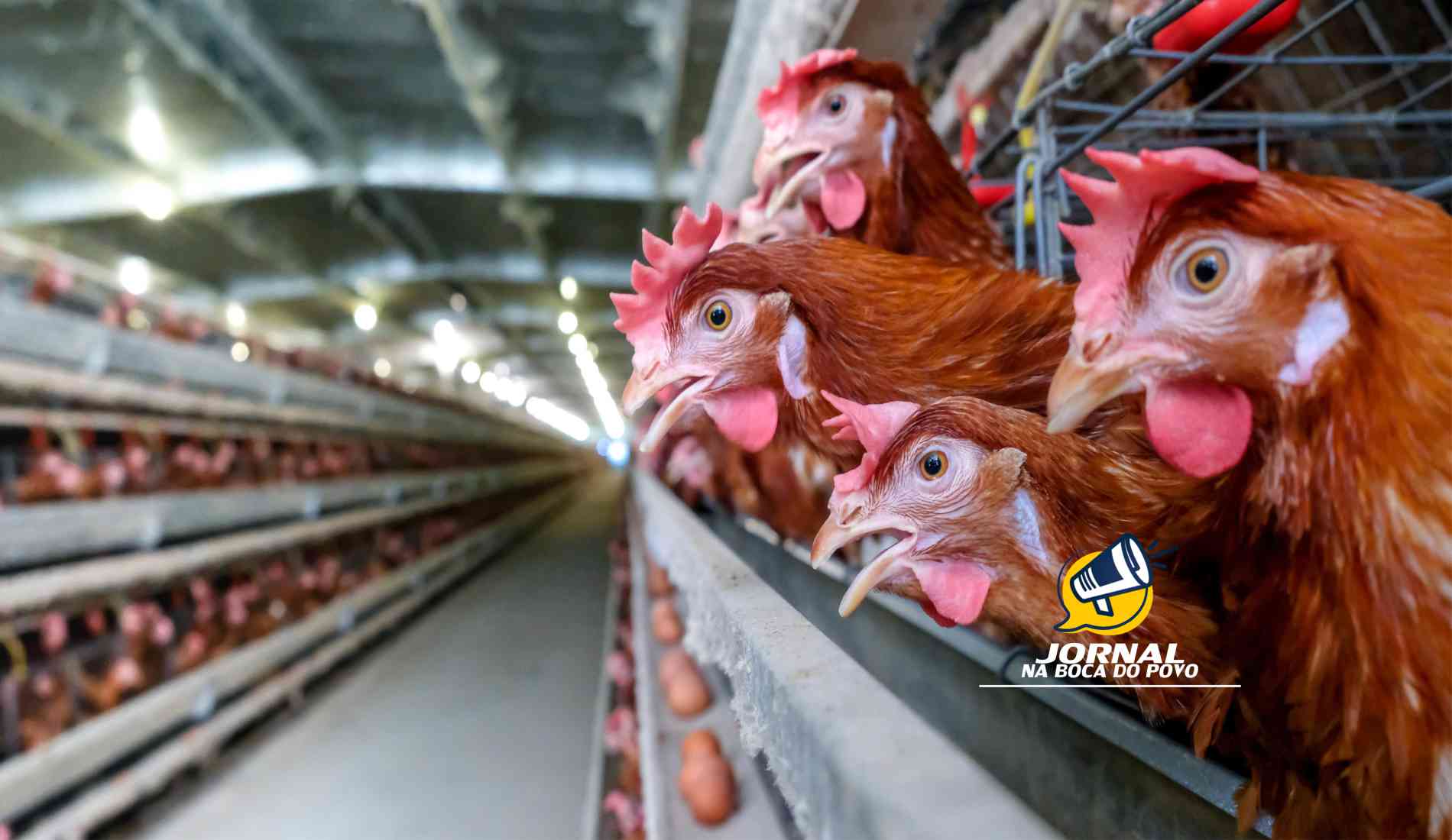 Secretaria de Estado de Agricultura reforça os cuidados diante de caso confirmado de gripe aviária em criação comercial