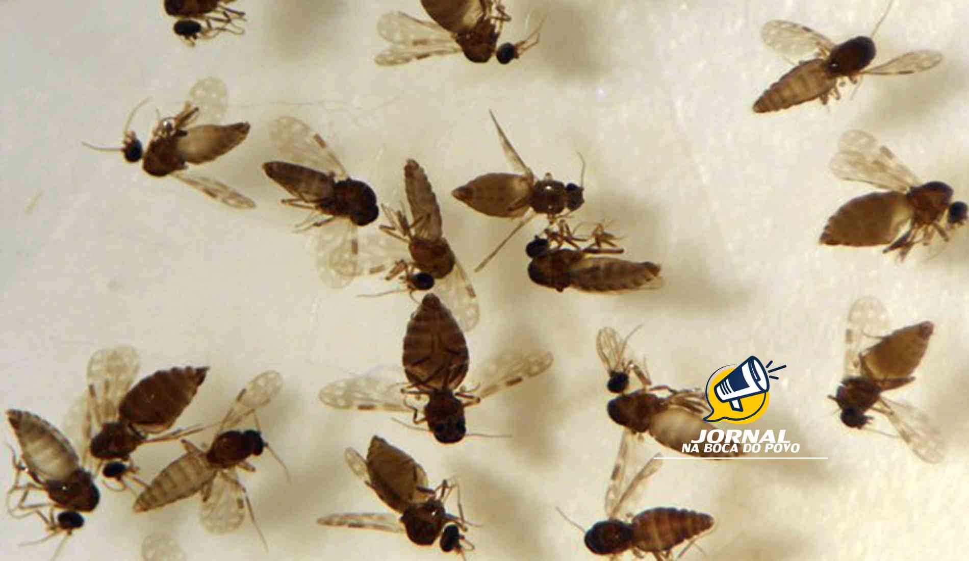 Estado do RJ registra primeiro óbito por Febre do Oropouche