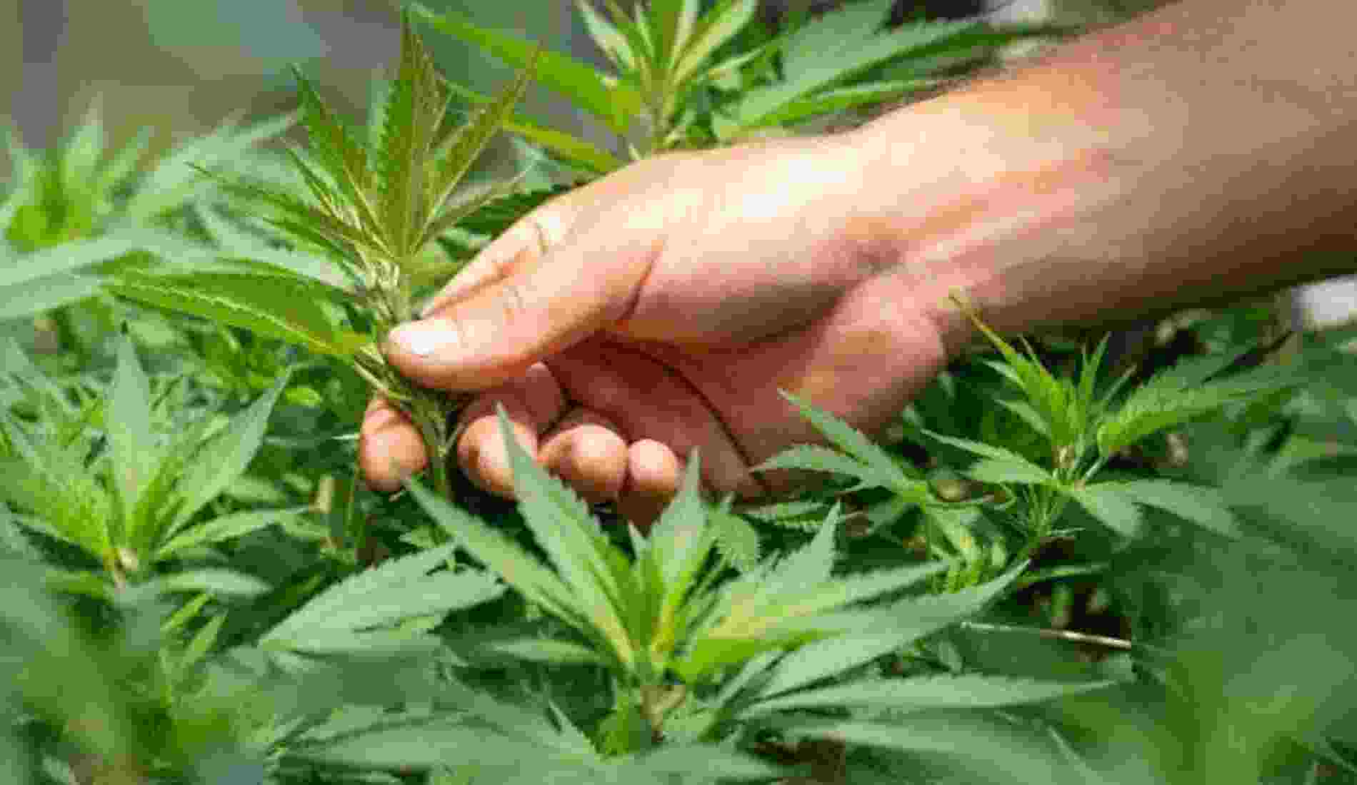 Justiça autoriza morador de Aperibé a cultivar maconha para fins medicinais