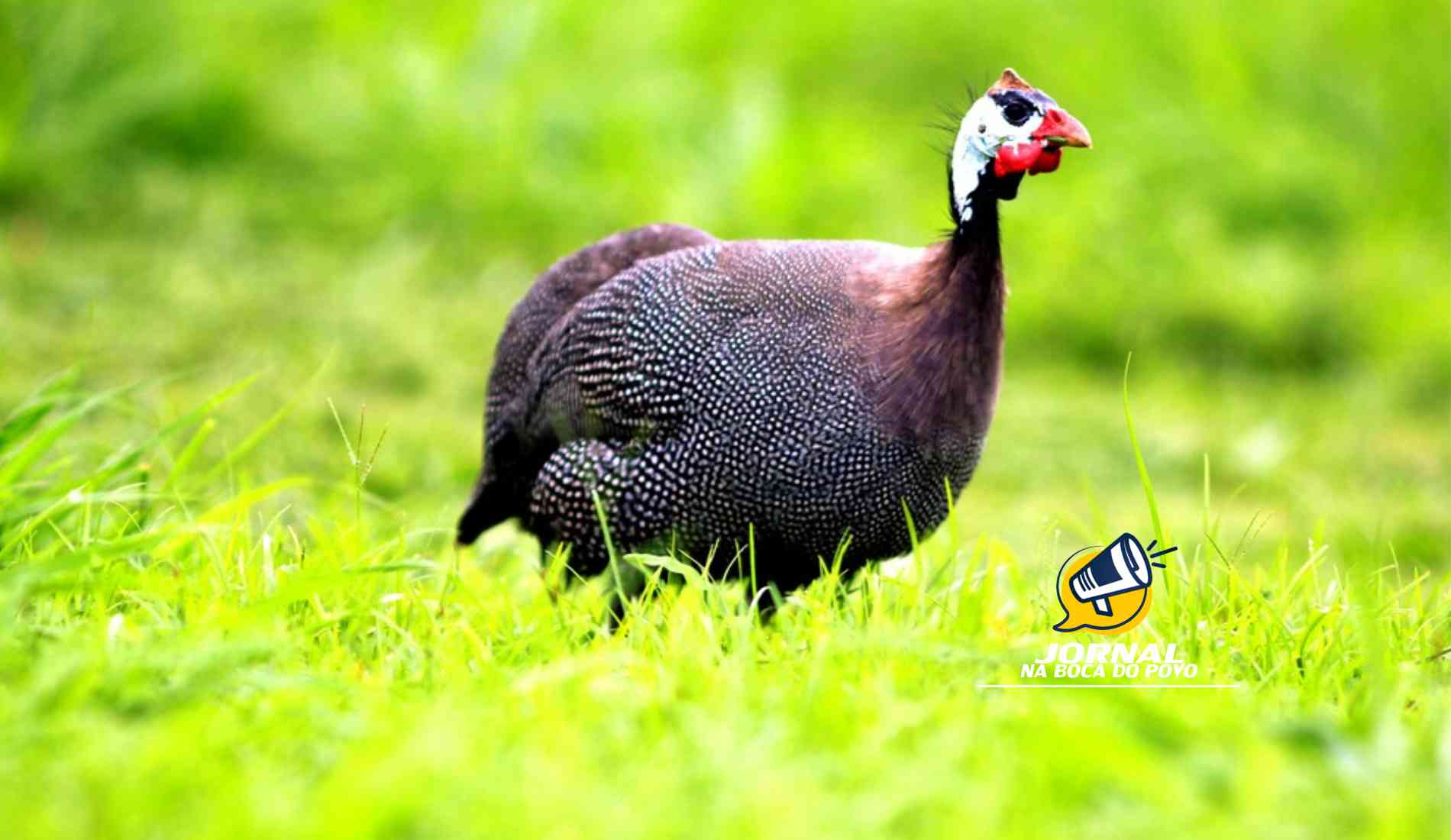 Governo do Estado confirma casos de Influenza Aviária em galinhas-d’Angola do BioParque do Rio