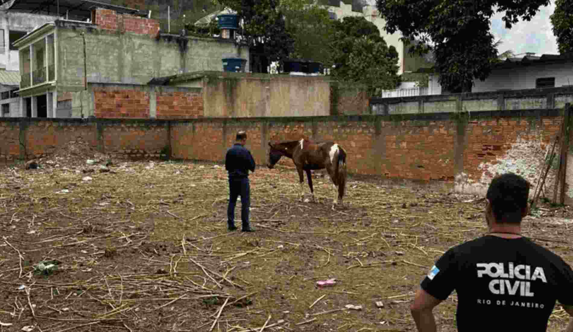 Sem água ou comida: cavalo é resgatado em Pádua; dono vai responder por maus-tratos