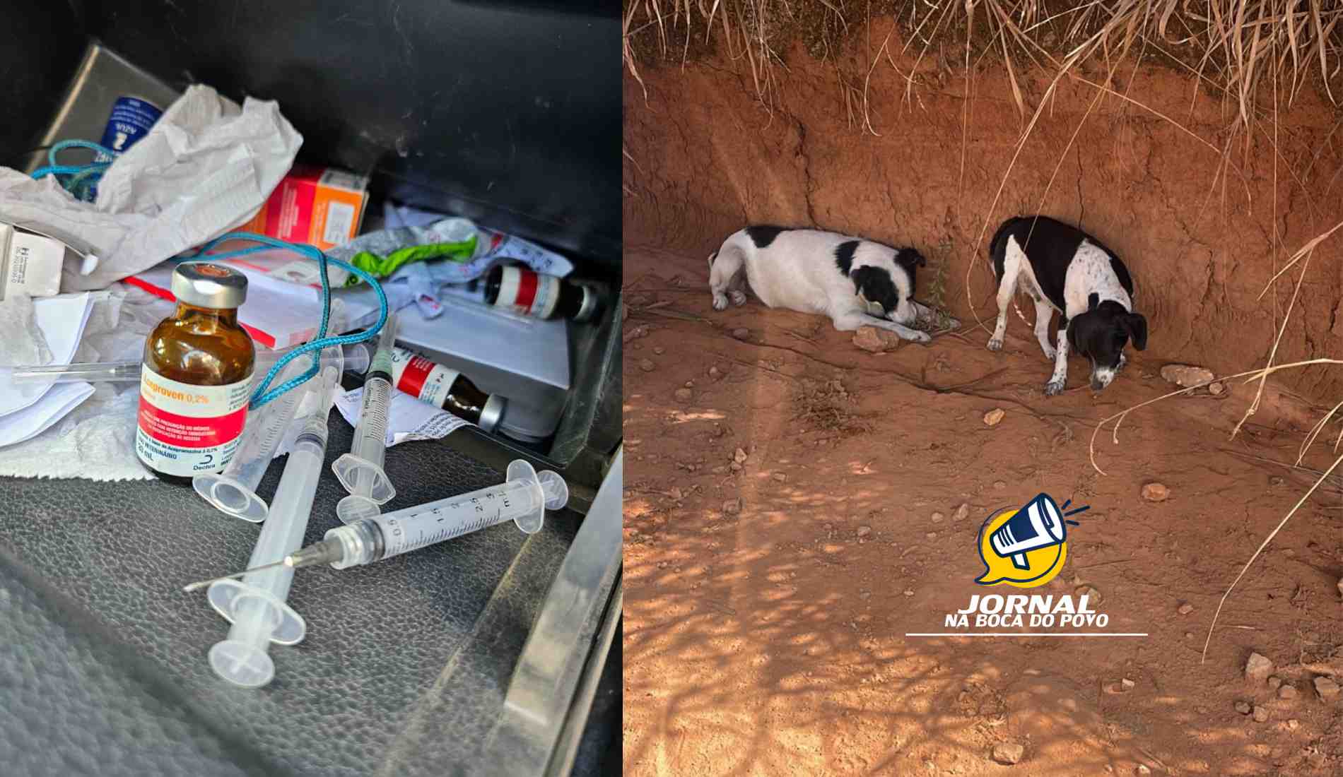 Funcionários da Defesa Civil de Cordeiro são presos por sedar e abandonar cachorros