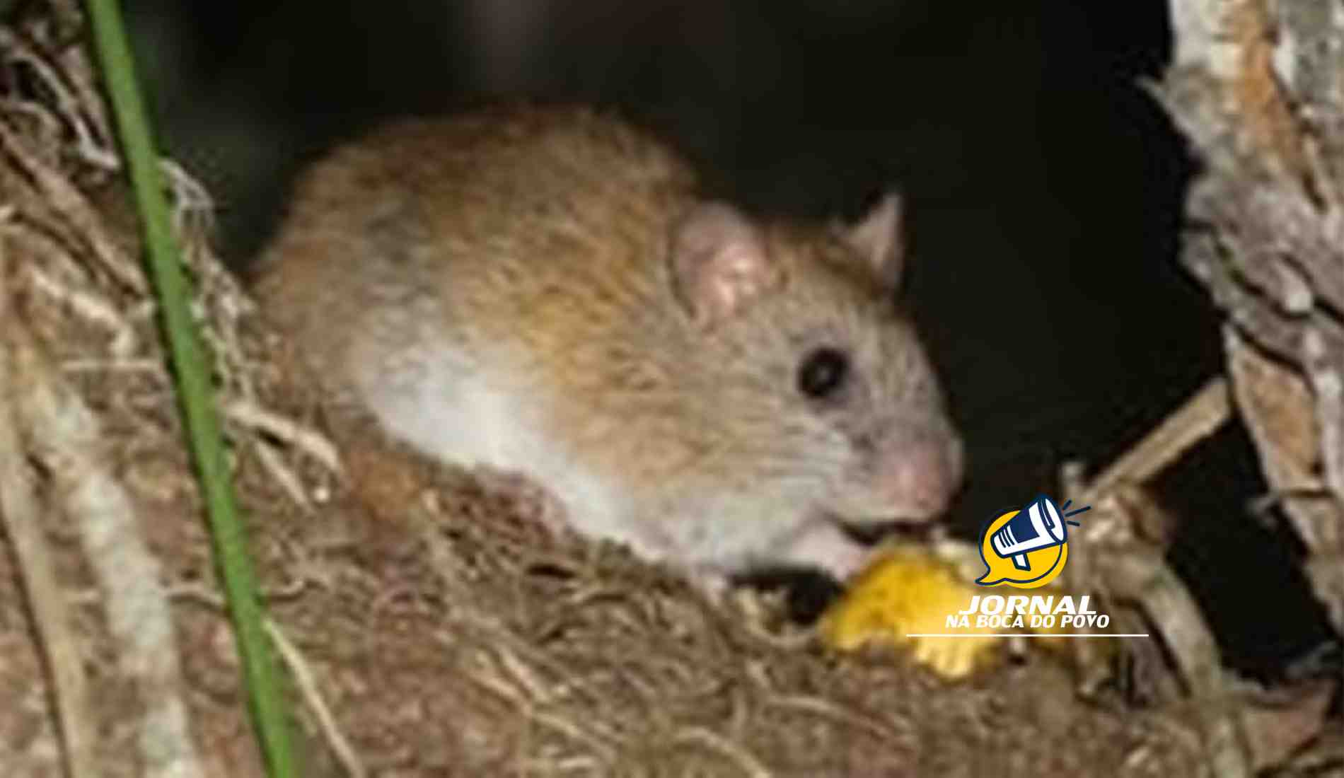 Ratinho-Goitacá, espécie rara e ameaçada de extinção, é registrado em Campos