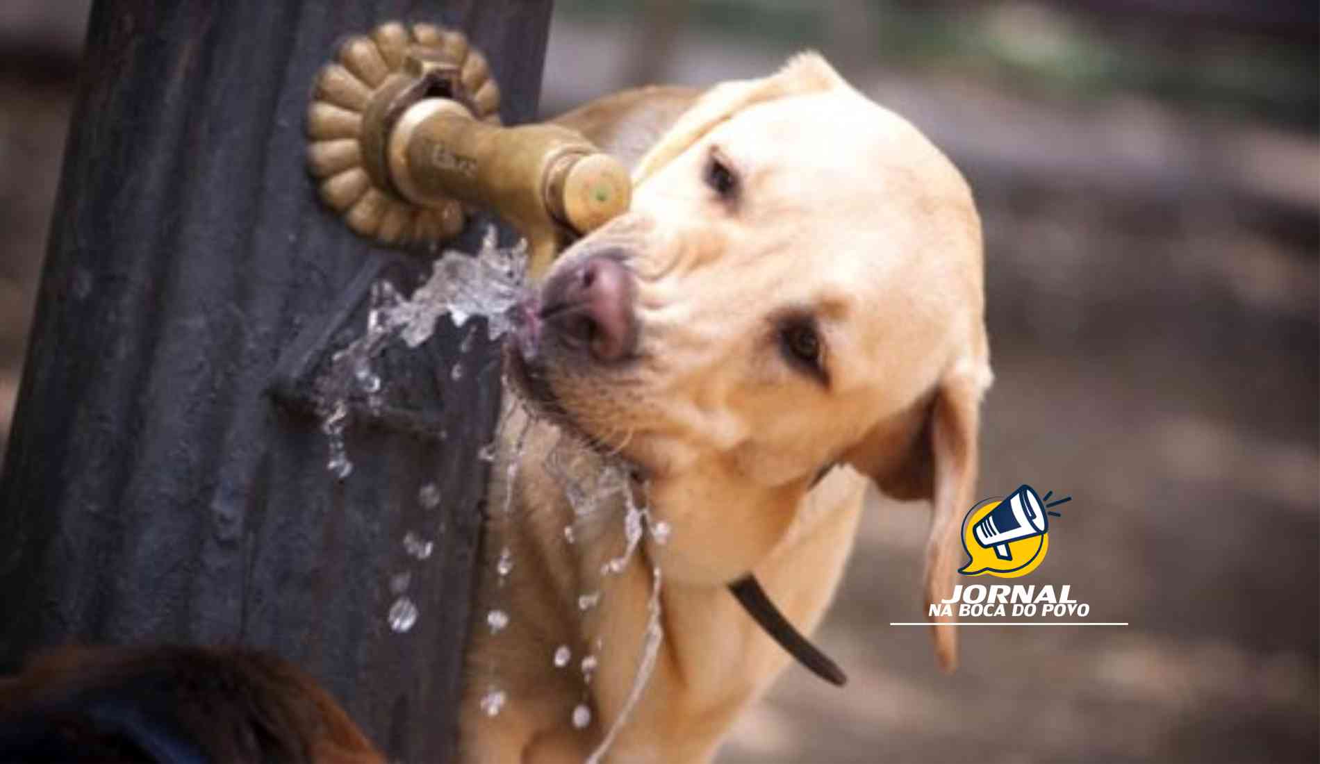 Bebedouros para animais terão que ser instalados em espaços públicos no RJ