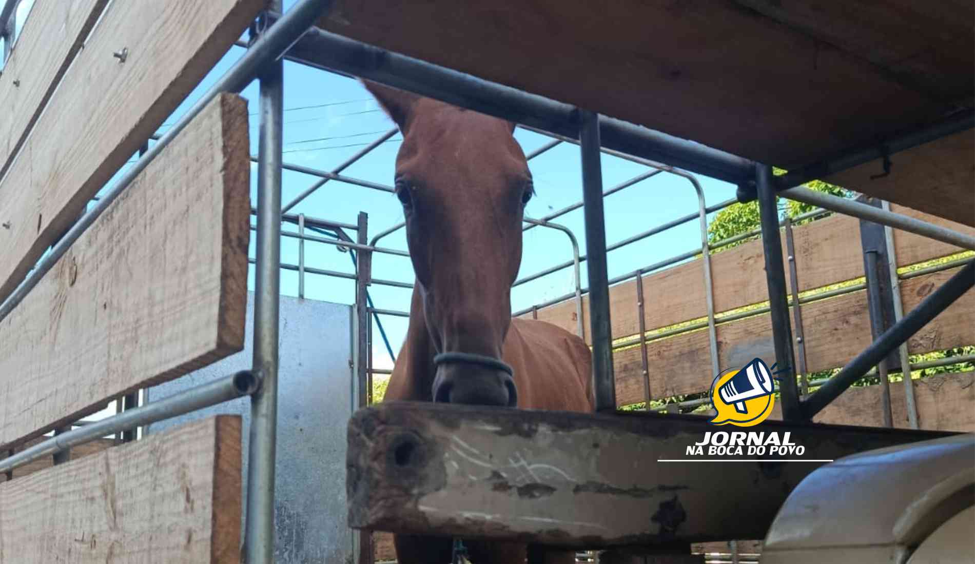 Adolescentes são levados para a delegacia após furto de cavalo em Pádua