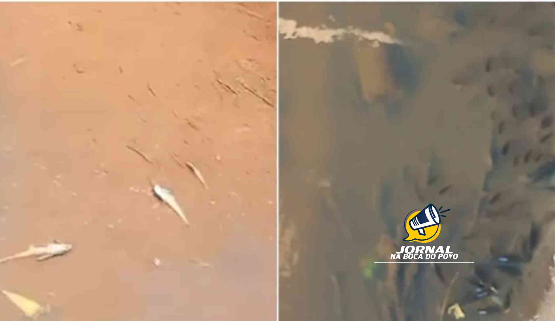 Ribeirão das Areias em Itaocara registra mortandade de peixes; moradores temem contaminação