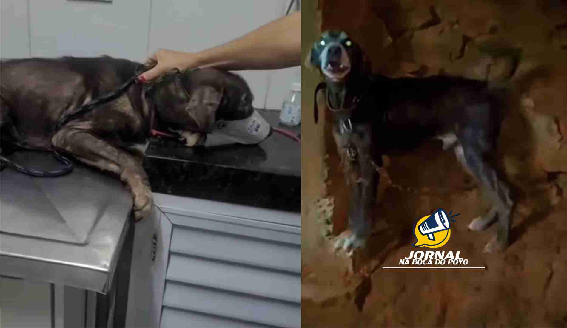 Cachorro vítima de maus-tratos é resgatado sob forte temporal em Miracema