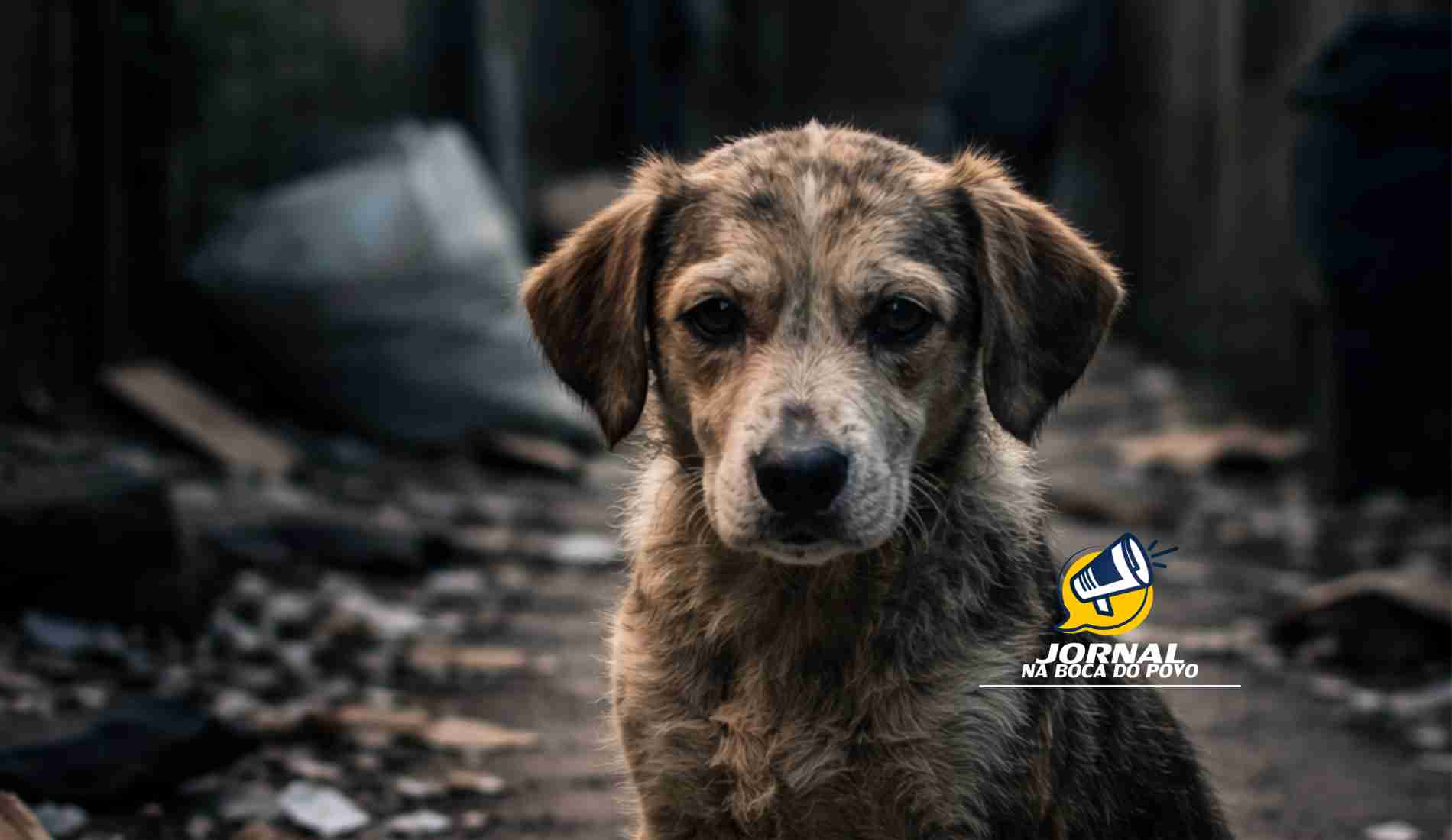 Procurador-geral de Justiça institui Núcleo de Proteção e Defesa dos Animais no âmbito do GAEMA/MPRJ