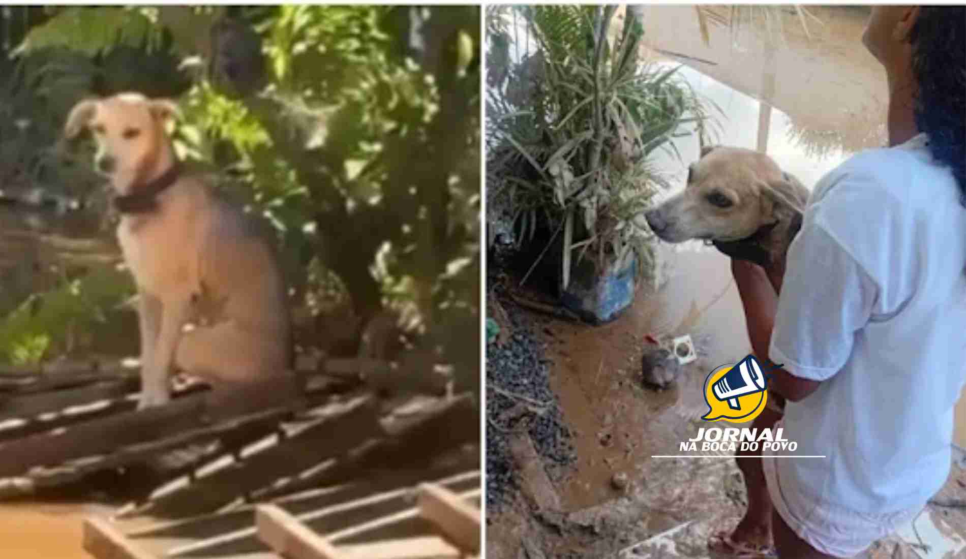 ONG e 36º BPM realizam resgate de cachorro deixado para trás na enchente em Aperibé