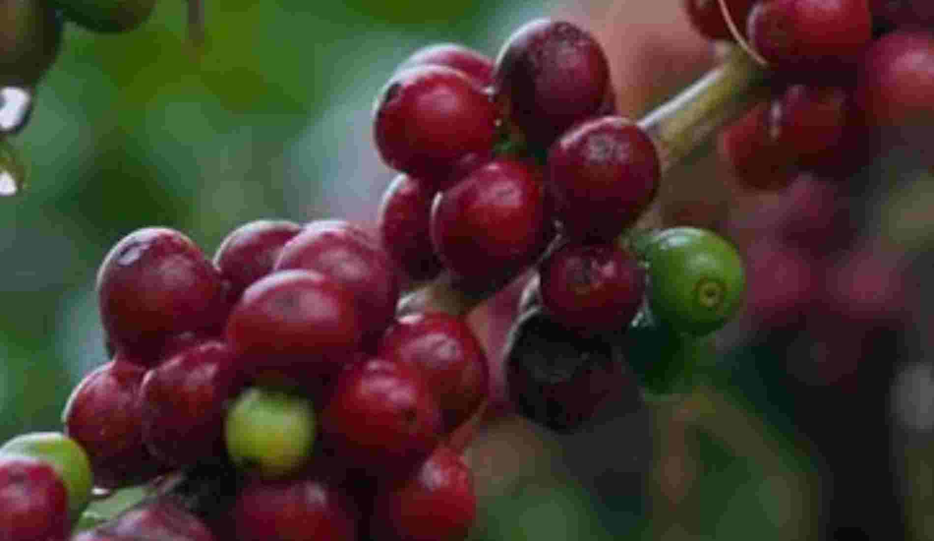 ExpoCafé 2026 será vitrine para os cafés especiais no Noroeste Fluminense